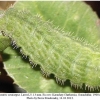 polyommatus semiargus larva5